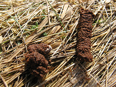 goose poop