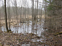 red maple/black ash swamp 18