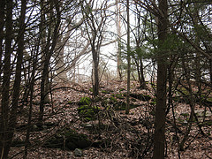small cliff/outcrop and open grown sugar maple in the back ground
