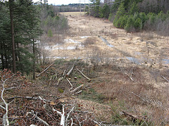 wetlands in the power line cut 7, 18, 27