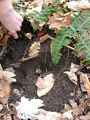 something's been digging near the Christmas Fern 5
