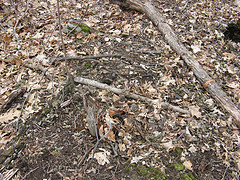 porcupine scat like crazy! 5