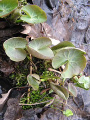 marsh marigold, 28/18