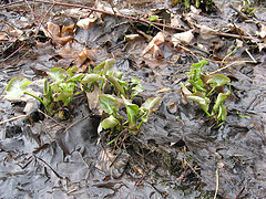 marsh marigold, 28/18
