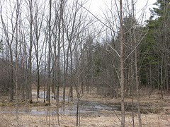 red maple/black ash swamp 18