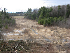 wetlands in the power line cut 7, 18, 27
