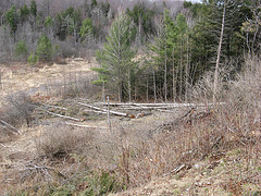 power line cut 7