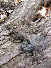 scat 5