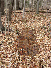 vernal pool 5