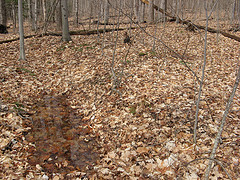 vernal pool 5
