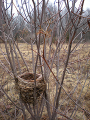 Bird nest in open field