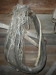 Barn swallow nest
