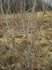 Bird nest in open field