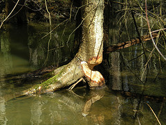 Beaver chew
