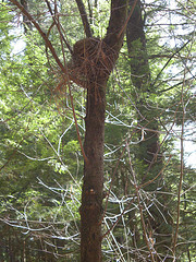 Robin's nest
