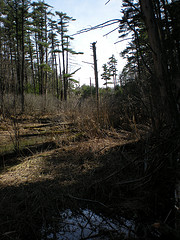 Beaver pond