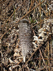 Grouse feathers