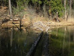 Beaver lodge