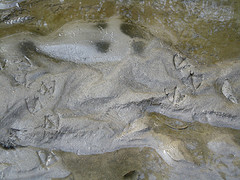 Mallard tracks