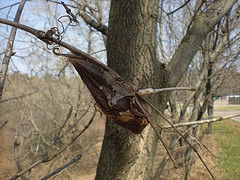 Cecropia moth cocoon