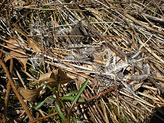 Grouse feathers