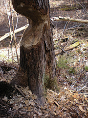 Beaver chew