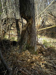 Beaver chew