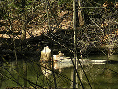 Female Mallard