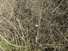 Black capped chickadee