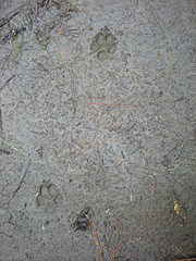 Fox tracks