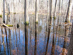 vernal pool