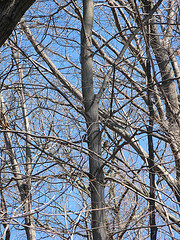 cedar waxwings in a red maple