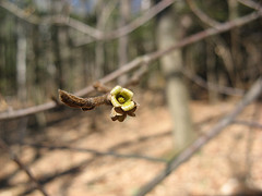 Witch hazel