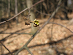 Witch hazel