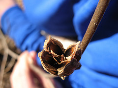 Witch hazel