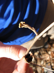 Witch hazel
