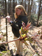 elderberry
