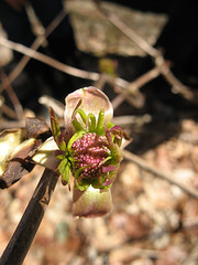 elderberry