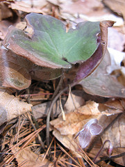 round-lobed hepatica