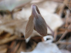 round-lobed hepatica