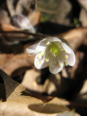 round-lobed hepatica