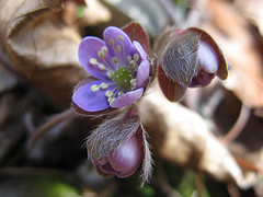 round-lobed hepatica