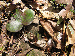 round-lobed hepatica