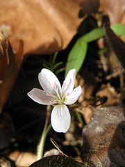 spring beauty