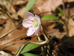 spring beauty