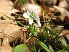 spring beauty