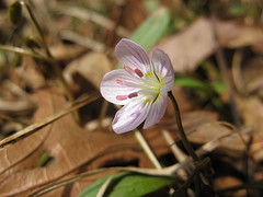 spring beauty