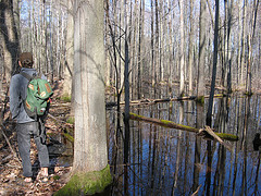 vernal pool