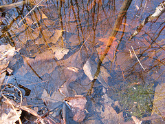 vernal pool