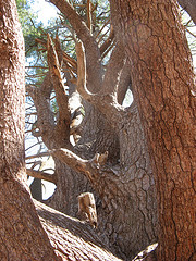 open grown white pine